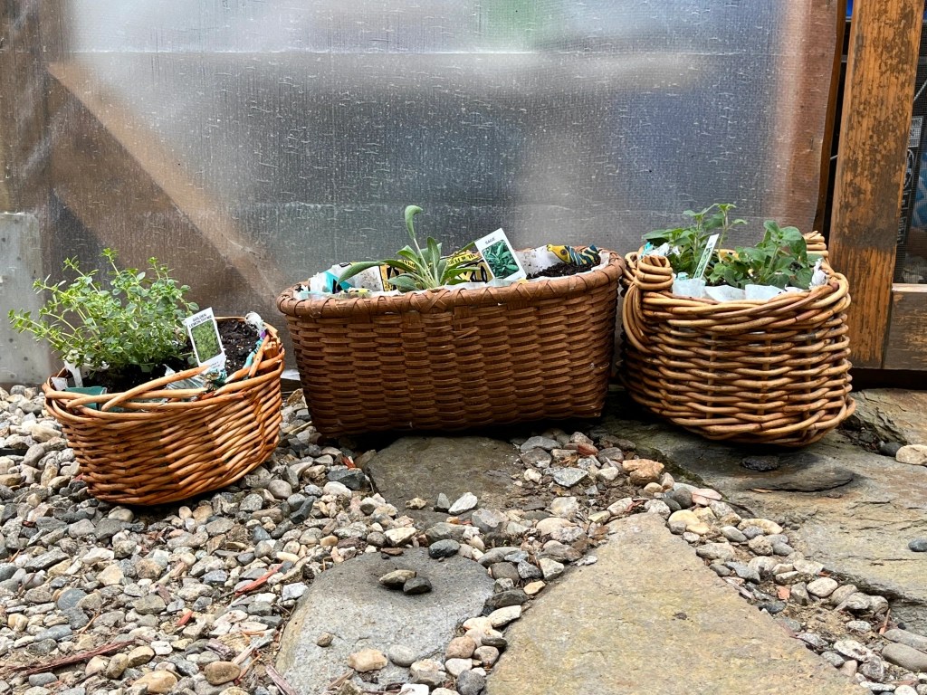 #Herbs planted in repurposed baskets. #potted baskets #repurposed gift basket planters # gift basket planter